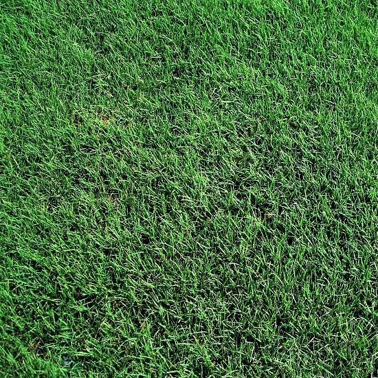 Bermuda Grass sod