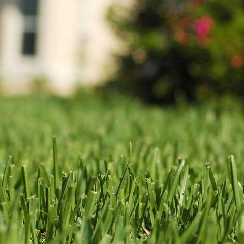 Centipede Grass sod