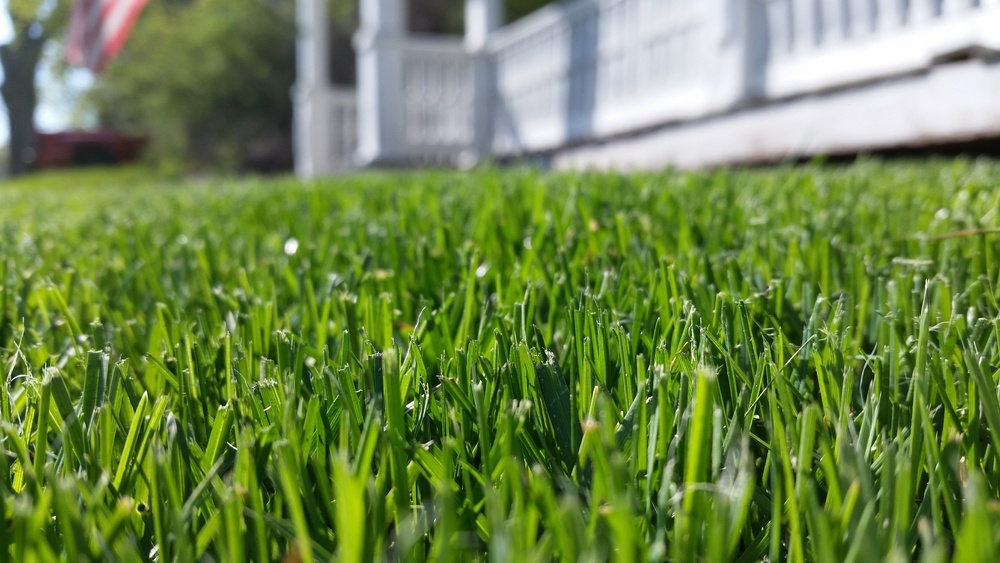 St. Augustine Grass sod