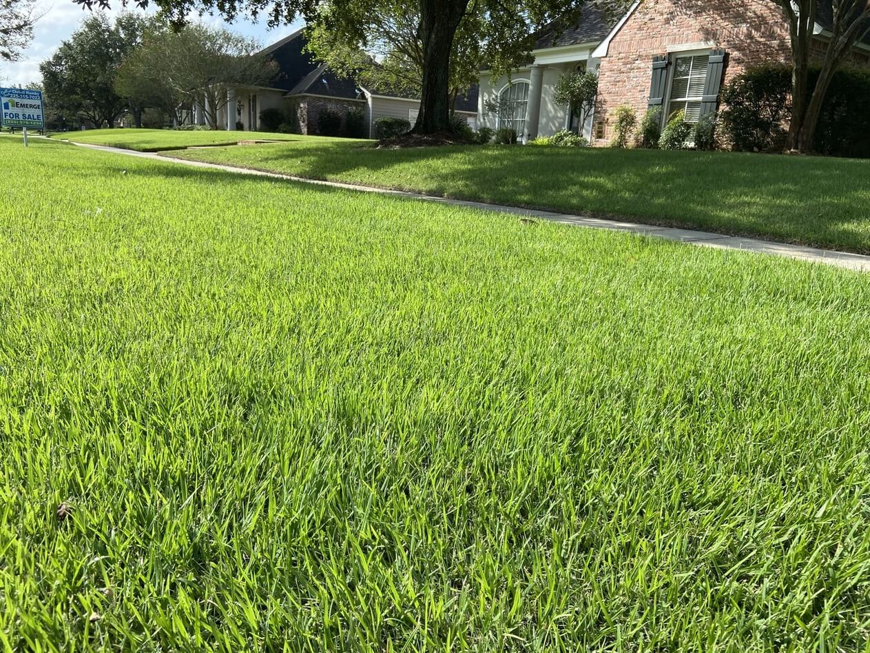 Zoysia Grass sod